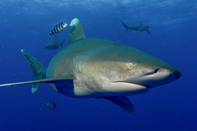 Global marine protected areas fail to safeguard most sharks and rays: Study