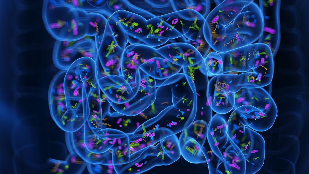 'Poop pills' may ease insomnia by reprogramming the gut microbiome, early study hints