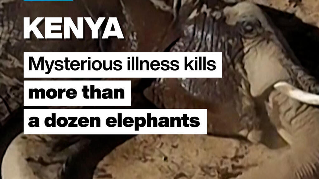 Kenya: Mysterious illness kills more than a dozen elephants
