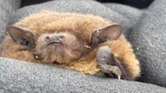 Rare breeding bat found roosting near reservoir
