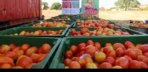 Mahama announces rehabilitation of Pwalugu tomato factory, $5bn boost for agriculture