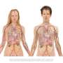 New findings overturn 100-year-old assumption about common bacteria in the lungs