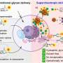 Scientists develop method to deliver sugars directly into cells
