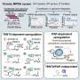 Stable RNA elements open new possibilities for mRNA therapeutics