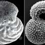 Sediments off Brazil's northeast coast reveal sudden changes in heat transport in the Atlantic