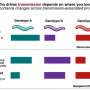 Quality vs. quantity: Why 'super-shedders' may not be the superspreaders of disease outbreaks