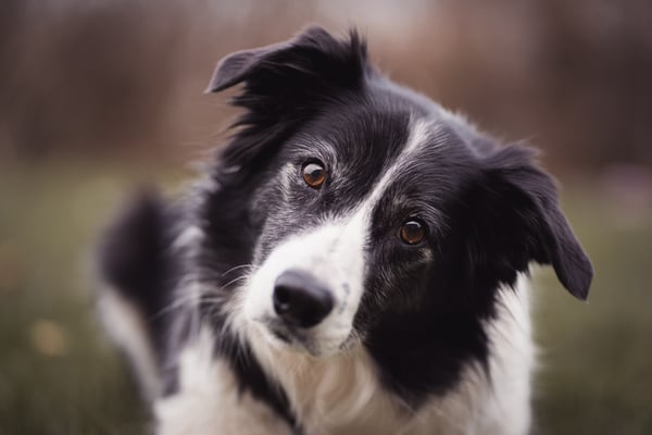 10 things about your dog's body language most owners consistently misread