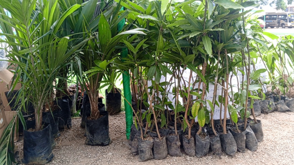 TCDA targets higher crop yields as farmers receive inputs