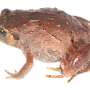 Seven new diamond frog species reveal Madagascar's hidden amphibian diversity