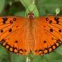 Some tropical butterflies live surprisingly long lives. Is it their high‑protein diet?