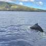 Humpback whales match song themes to dive phases, tags reveal