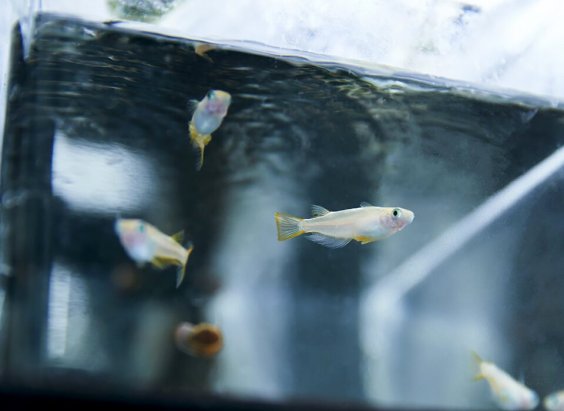 Are Our Antidepressants Harming Fish?
