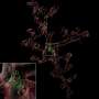 Youth-associated protein helps restore healthy function in immune cells in the aging brain