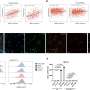New mechanism may help predict and improve macrophage-targeted cancer immunotherapy