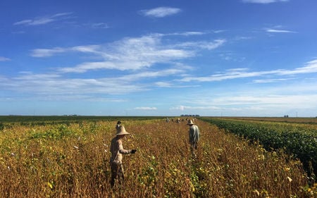 Soybean futures climb ahead of Trump-Xi meeting this week