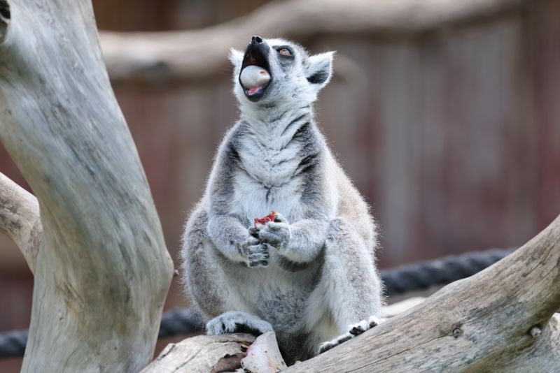 Singing lemurs may use a soprano-like trick to project songs