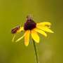 Bringing butterflies back from the brink of extinction