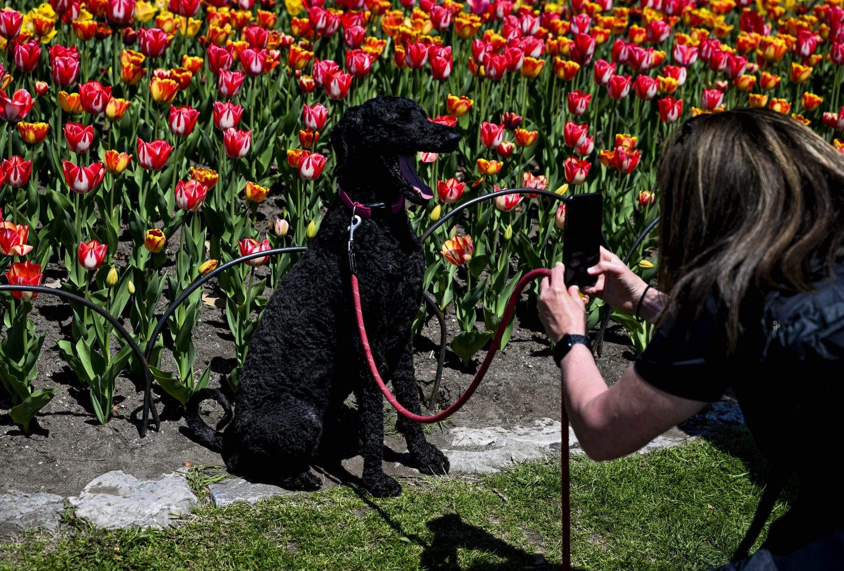 Dogs understand human emotions through facial expressions: study