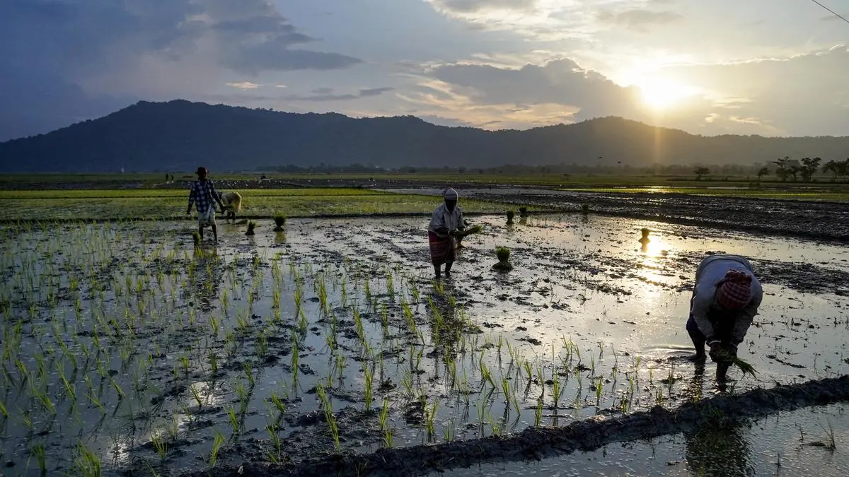India’s kharif sowing deficit shrinks to less than 3%; 81% of normal area covered