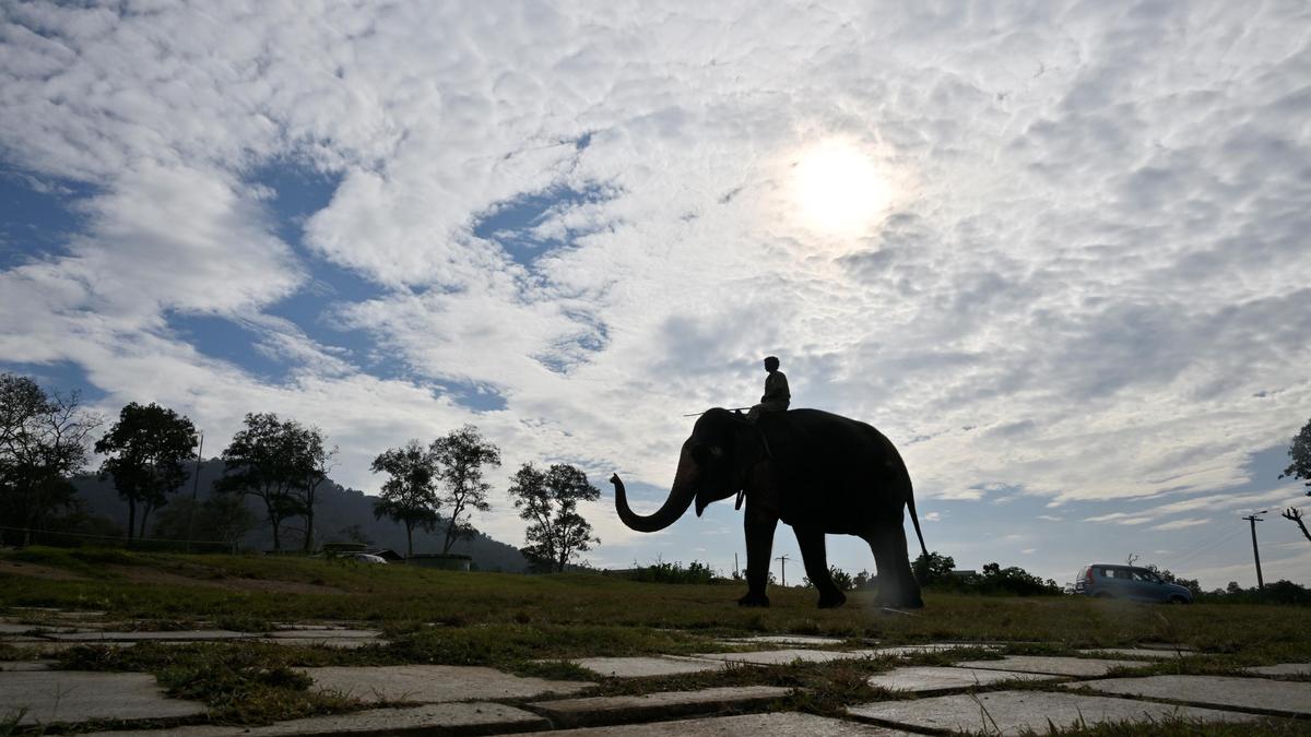 Guardians of the gentle giants: Mahouts from indigenous communities and their bond with elephants