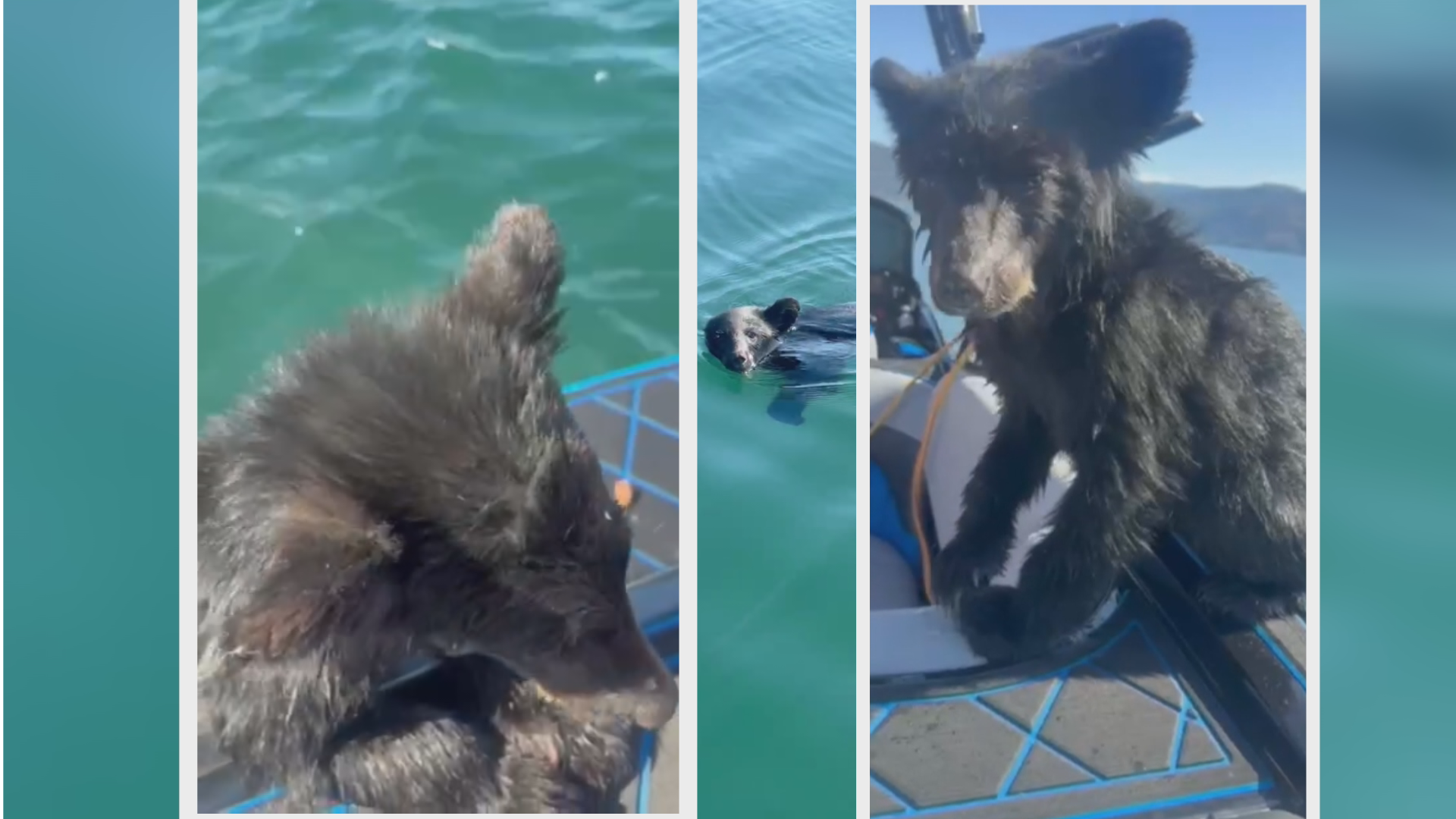 Bear cub rescued from Okanagan Lake faces uncertain future