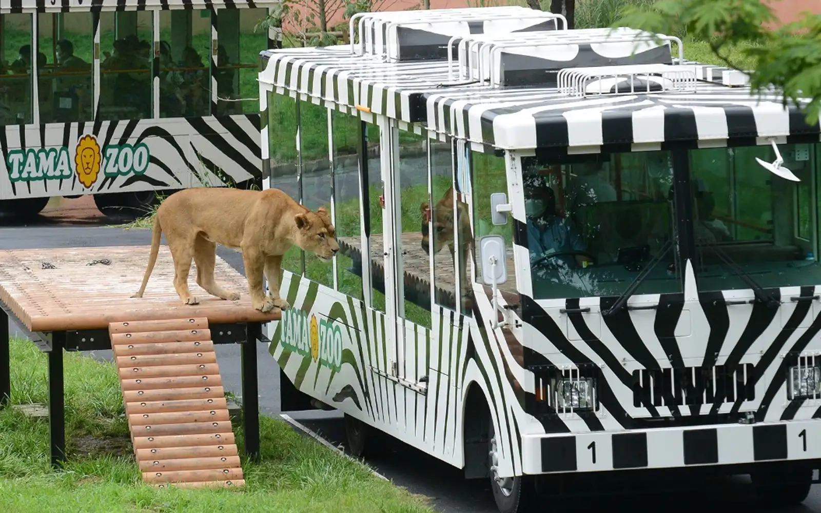 3 singa di zoo Tokyo mati disyaki akibat cuaca panas