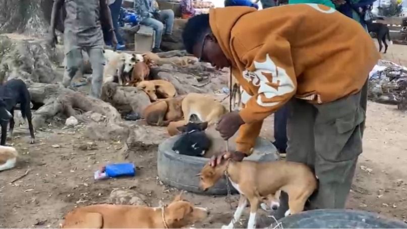 Lovers of dog and cat meat threaten to sue government if consumption of their delicacies is banned