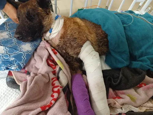 IPID launches independent probe into death of SAPS K9 Sky