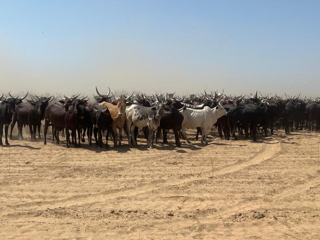 Middle Belt group opposes ranching reserves, says region’s violence not caused by climate change