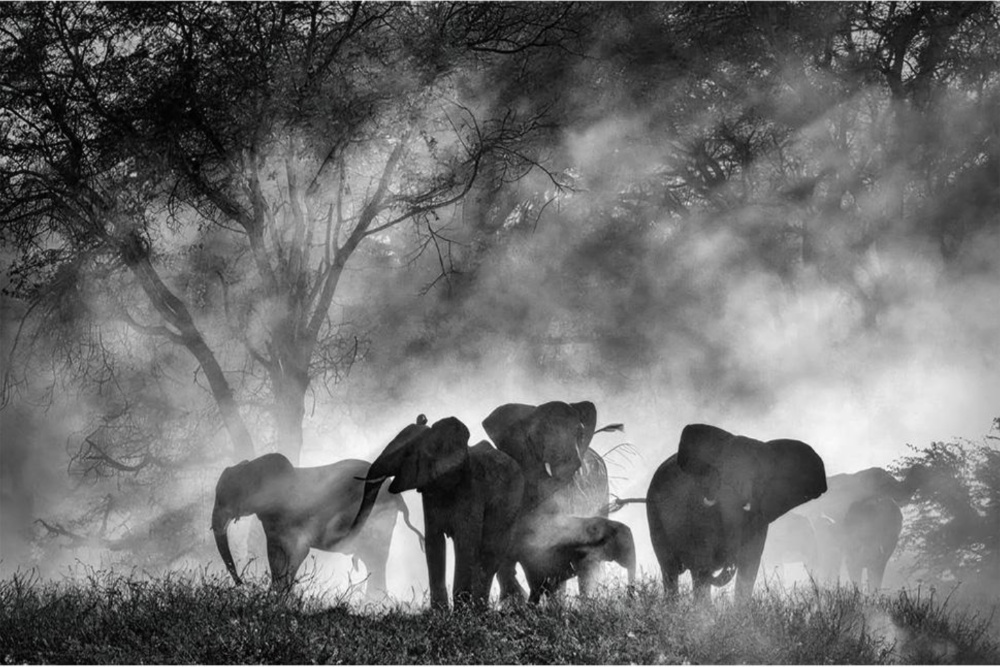 Werner Herzog’s ‘Ghost Elephants’ Lands Home Entertainment Deal With Buffalo 8 (EXCLUSIVE)