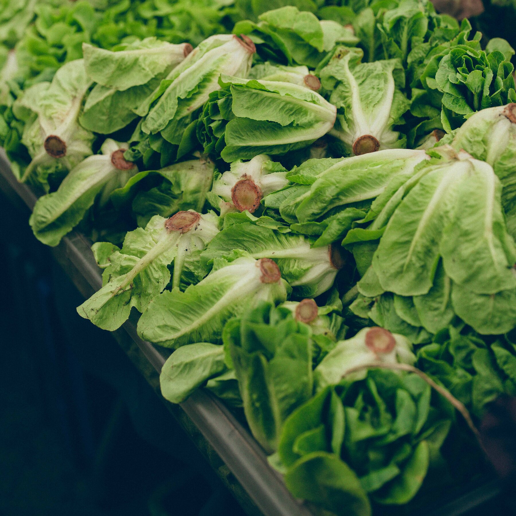 Is It Safe to Eat Lettuce and Other Fresh Produce as Cyclospora Outbreak Wanes?
