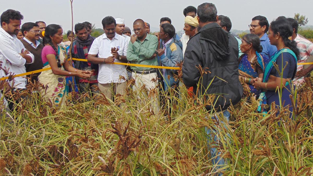 More ragi with less water: Online programme to promote ‘Guli Ragi’ cultivation on September 23
