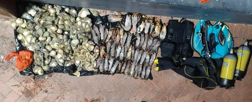 Police seize lobsters, abalone and other marine resources in Hout Bay