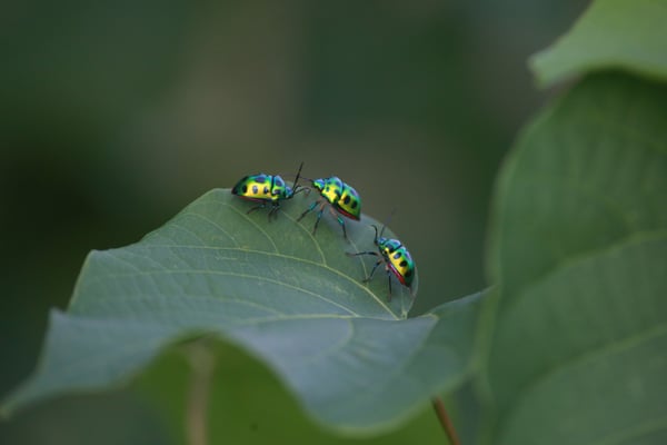 8 insects everyone hates until they actually learn what they do