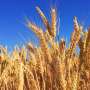 Wheat gene behind Hessian fly resistance cloned after 50-year search