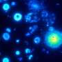 Cell biochemistry beyond membranes: Condensate physics reveals general rules for chemical responses
