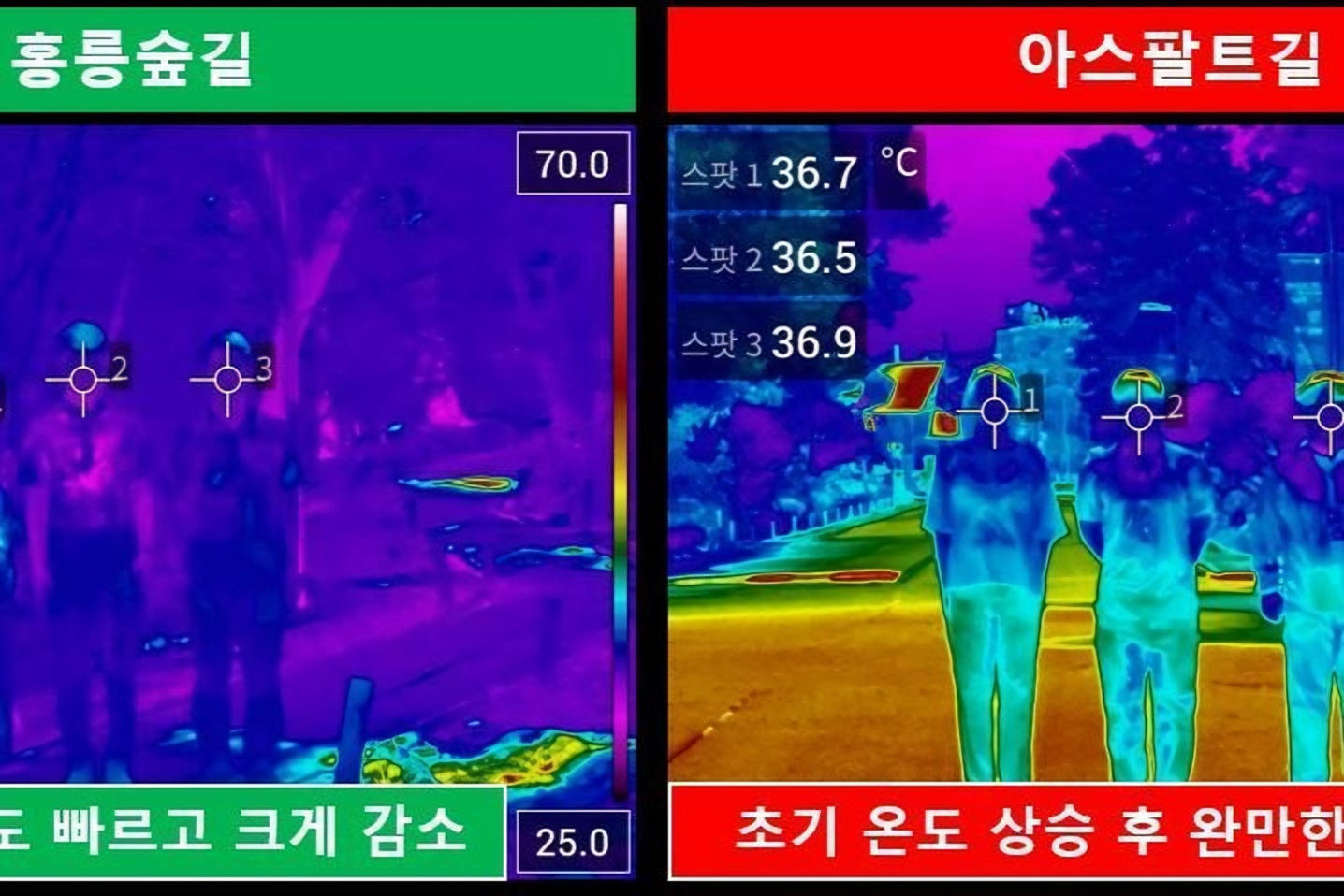 Walking through forest cools body faster than city streets during heat wave: study