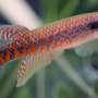 Newly discovered orange killifish in the Brazilian Amazon may already be endangered