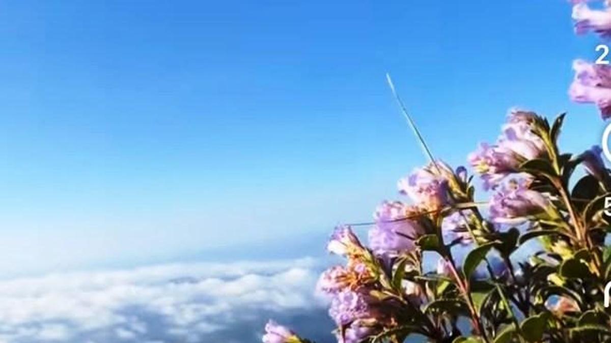 Large-scale destruction of Neelakurinji reported in Munnar hills
