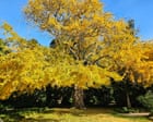 Gums, gingkos and a golden wych elm: voting for Victoria’s tree of the year