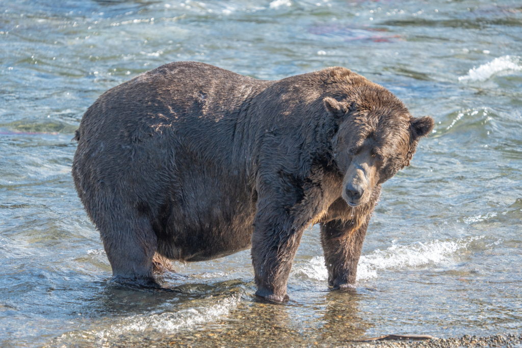 Battle for heavyweight crown begins as Alaska's Fat Bear Week opens