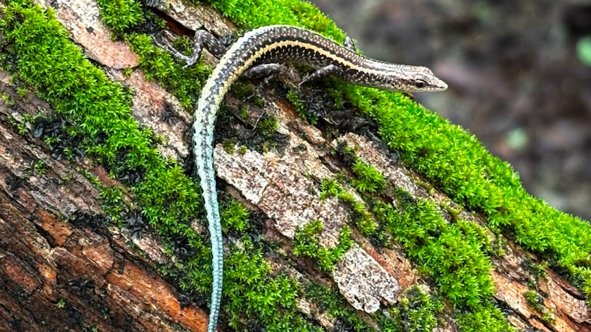 Skinks facing extinction find new hope away from predatory snakes