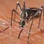 The mosquito's transition from vegan to bloodsucker explained
