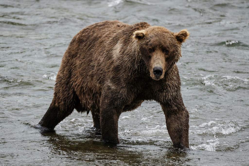 Fat Bear Week is back. Meet the heavyweights vying for the title