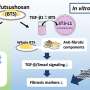 Traditional Japanese medicine may ease age-related fat tissue scarring