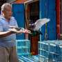 How pigeon fanciers are helping scientists understand lung disease