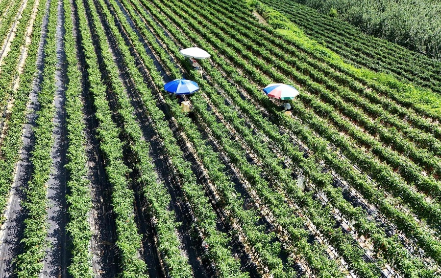 122-year record heat kills nearly a million farm animals in South Korea
