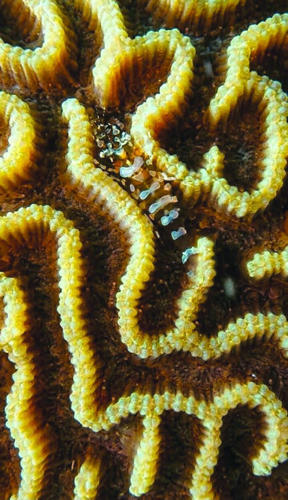 Coral shrimp spotted during marine biodiversity survey