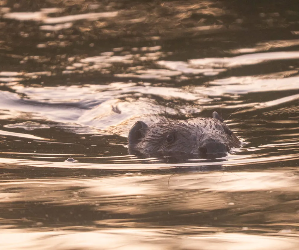 Look at these amazingly cute beavers – back in British waters for the first time in ages