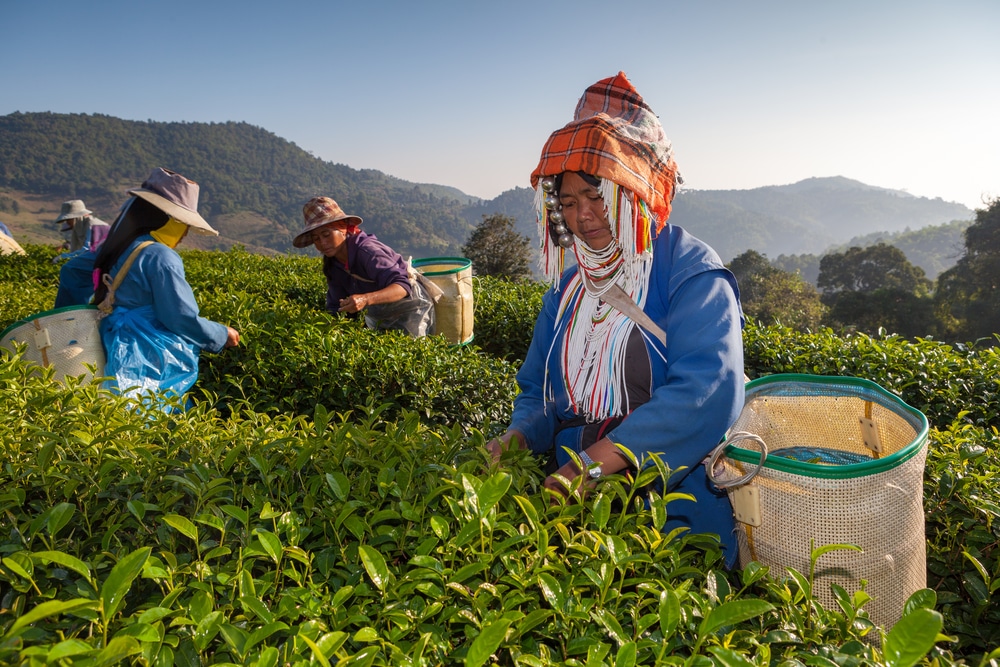 Doi Mae Salong Travel Guide: Tea, Food, and KMT History